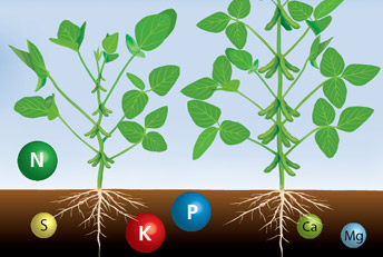 Infografía vectorial. Aplicación y efecto de Fertilizantes SPS y FoliarSol B en soja. Ilustraciones digitales, vectoriales, proyectos 3D, infografías.