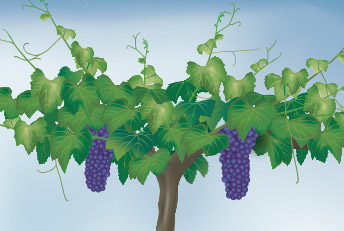 Infografía vectorial. Aplicación y efecto de Fertilizantes SolMIX en cultivo de vid. Ilustraciones digitales, vectoriales, proyectos 3D, infografías.